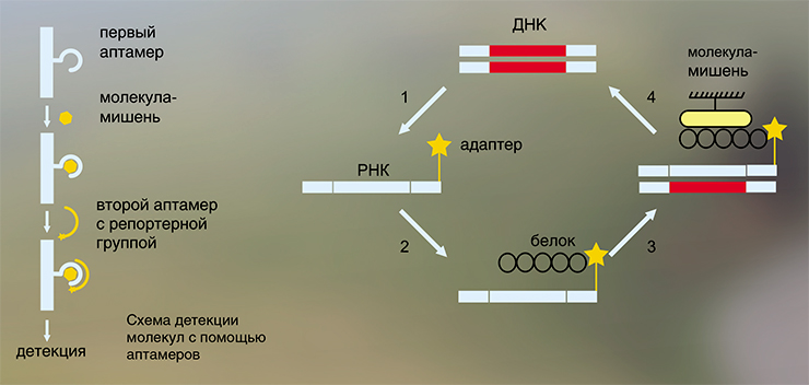 При селекции из белковых библиотек в случае «мРНК дисплея» белок «пришит» к соответствующей мРНК, благодаря чему можно размножить отобранные в ходе селекции молекулы