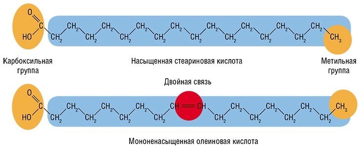 В молекулах жирных кислот атомы углерода могут соединяться между собой как одинарной химической связью, так и более реакционноспособной двойной (ненасыщенной). Молекулы с несколькими двойными связями называются полиненасыщенными (ПНЖК), а в зависимости от числа углеродных звеньев – короткоцепочечными (19 атомов С) или длинноцепочечными (20–22 атомов) 