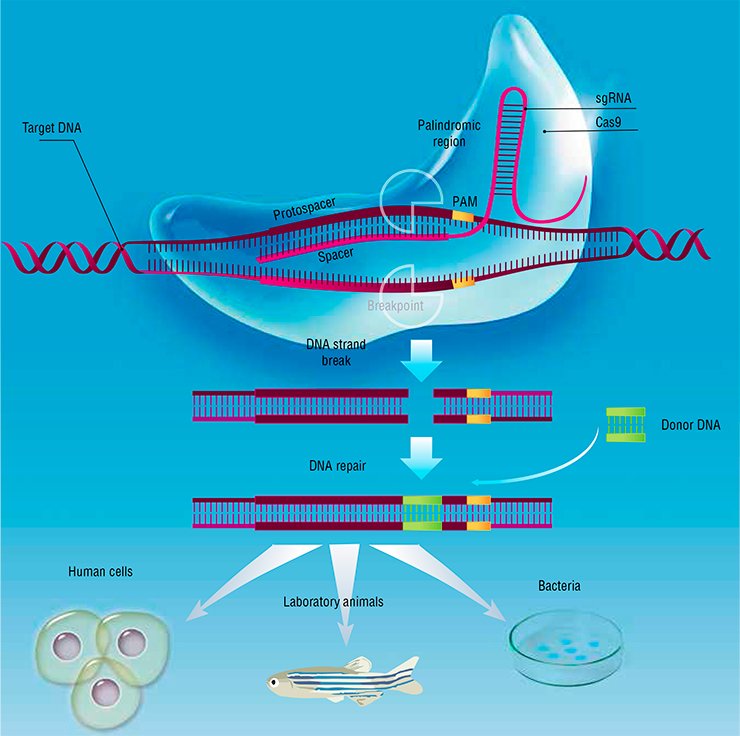 The artificial CRISPR/Cas system for genome editing is inspired by the bacterial defense system directed against DNA bacteriophages. The system comprises two major parts, namely, the noncoding short guide RNA (sgRNA) and the Cas proteins. The sgRNA with the help of Cas proteins binds to a protospacer, the complementary region in target DNA. The Cas9 nuclease cuts the DNA target strand at the spacer site, allowing any donor DNA molecule to be inserted to this breakpoint during repair