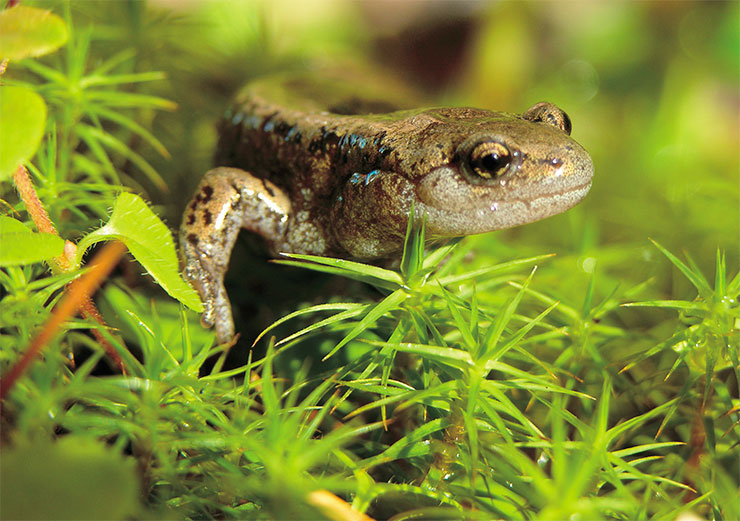 The life cycle of the Siberian salamander (Salamandrella keyserlingii) is closely connected with boreal taiga forests. During the winter hibernation, the salamander falls into anabiosis. Juvenile salamanders survived experimental cooling to –60 ° С. Photo by the author