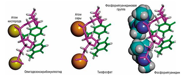 Нуклеиновые кислоты – это природные биополимеры, макромолекулы которых состоят из многократно повторяющихся звеньев – нуклеотидов. В состав нуклеотида входит азотистое основание, моносахарид (рибоза или дезоксирибоза) и остаток фосфорной кислоты (фосфатная группа). У известных серусодержащих аналогов нуклеиновых кислот – тиофосфатов – на месте фосфатных групп стоят отрицательно заряженные тиофосфатные, а у фосфорилгуанидинов – незаряженные фосфорилгуанидиновые группы