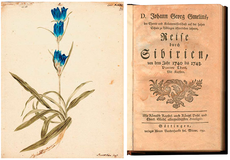 Gentiana. Drawing by J. Chr. Berckhan for Vol. 4 of Flora Sibirica by J. G. Gmelin (1769). Watercolor, pencil. St. Petersburg Branch, Archives of the Russian Academy of Sciences. Register I. Description 105. Case 22. Sheet 24. In 1751–1752, J. G. Gmelin published his field journals in a four-volume book Travels in Siberia in 1733–1743, which described the circumstances of the 10-year journey of the academic detachment and the characteristics of the various regions of Siberia; presented sketches of the life and culture of aboriginal peoples and Russian settlers, evidence on commerce and other crafts and trades, natural scientific observations, and archaeological materials. The journals were translated into many European languages, but only a few fragments of this work have been published in Russian so far