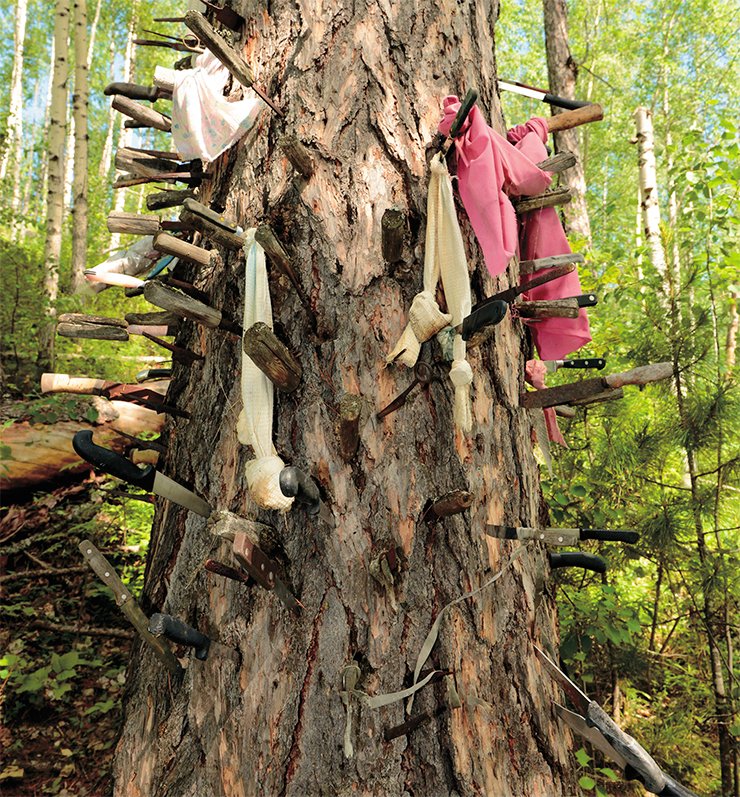 Offerings to Chokhryn-oyka – knives forced into the trunk of a larch. 2014