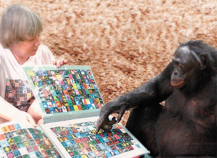 Профессор Сью Сэвидж-Румбо общается с шимпанзе с помощью набора лексиграмм. Фото Д. Румбо. Copyright © 2006 Great Ape Trust