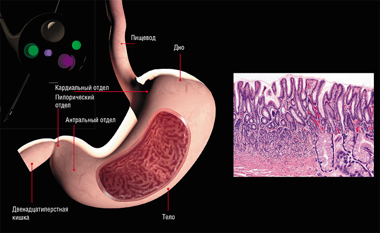 В слизистой оболочке антрального отдела пилорической области желудка находятся простые трубчатые фундальные железы, отходящие от дна желудочных ямок. В их наружной части расположены обкладочные клетки, вырабатывающие соляную кислоту. © CC BY-SA 3.0. /Carrasco G., Corvalan A. H. Желудок анатомически подразделяется на четыре основные части: кардиальную, примыкающую к пищеводу; пилорическую, или привратниковую, примыкающую к двенадцатиперстной кишке; тело и дно, которые располагаются между ними. © CC BY-SA 4.0/ www.scientificanimations.com