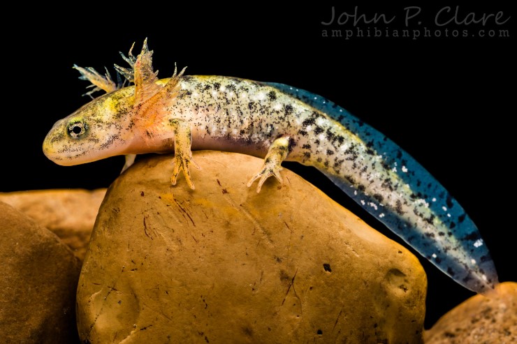 Личинка португальской огненной саламандры (Salamandra s. gallaica), которая начинает приобретать свою характерную для наземного образа жизни алую окраску. © CC BY-NC-ND 2.0/John P Clare