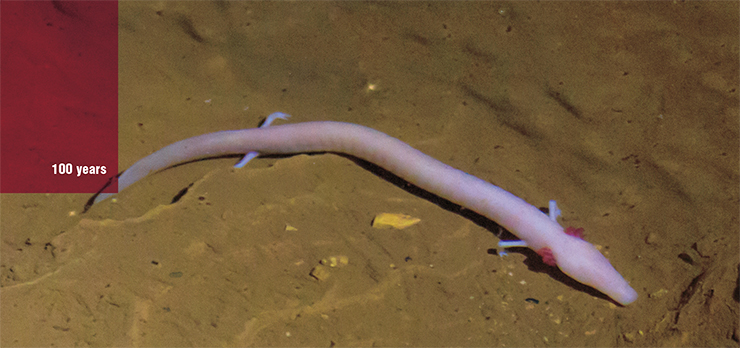 The olm inhabits underwater caves in Europe. This small salamander is only 23 to 35 cm long and weighs 15 to 20 grams. At the same time, its lifespan is ten times as long as that of its close relatives. According to one hypothesis, the secret lies in its mitochondria, which form virtually no active forms of oxygen that damage cell macromolecules. © Bernhard Wintersperger