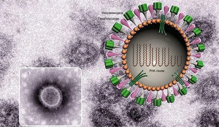 Схема строения вириона вируса гриппа. В центре вириона – РНК-геном, состоящий из восьми отдельных частей. В мембрану встроены молекулы гликопротеинов гемагглютинина и нейраминидазы, отвечающие за связывание вирусной частицы с рецепторами клетки-хозяина. Вариации в их строении определяют субтип вируса гриппа: H(1-16)N(1-9) «НАУКА из первых рук» Вирус гриппа: подробности личной жизни, том 29, №5