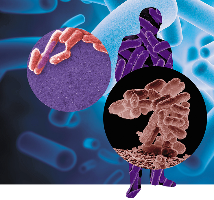 Кишечная палочка (Escherichia coli) – один из самых известных обитателей нижней части кишечника теплокровных животных. Большинство штаммов E. coli безвредны. В кишечнике эта бактерия синтезирует витамин K и предотвращает развитие патогенных микроорганизмов. Фото CDC/Janice Haney Carr (вверху слева); NIAID/E. Erbe (справа)
