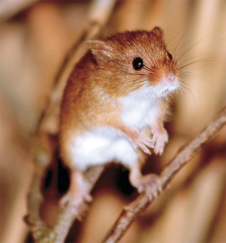 Harvest mouse from the Muridae family, one of the smallest mammals. © CC BY-NC-ND 2.0/ LHG Creative Photography