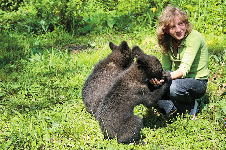 All bear cubs like to lick and suck human hands, snarling and smacking their lips. Older bear cubs are fond of nuzzling into pockets and bags, “prowling” people in search of food. If the person gets scared or tries to offend the little one, he or she risks being hit with claws or bitten