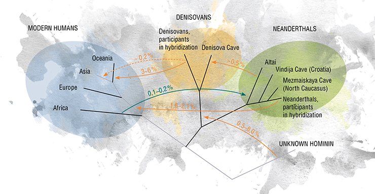 This model presents possible gene flows in the human population of the Late Pleistocene. The scheme shows the direction and estimated value of the possible events. The dashed line indicates the infusion of Denisovans into the modern genome, which could have occurred both once and repeatedly. Adapted from: (Prüfer et al., 2014)