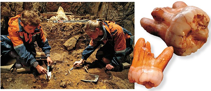 For many years Novosibirsk archaeologists have been involved in excavations of the Pleistocene deposits in the Denisova Cave (Gornyi Altai, Russia), the most ancient Paleolithic site in Siberia, where man appeared for the first time about 300 TYA. Right, the third upper molar, a “wisdom tooth” of the Denisovan man, found in lithological layer 11, which is 50,000—40,000 years old