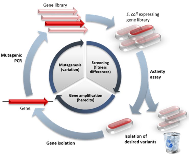 Чтобы «ускорить эволюцию» и изменить ген, кодирующий конкретный белок, используют «мутагенную» методику полимеразной цепной реакции (ПЦР)