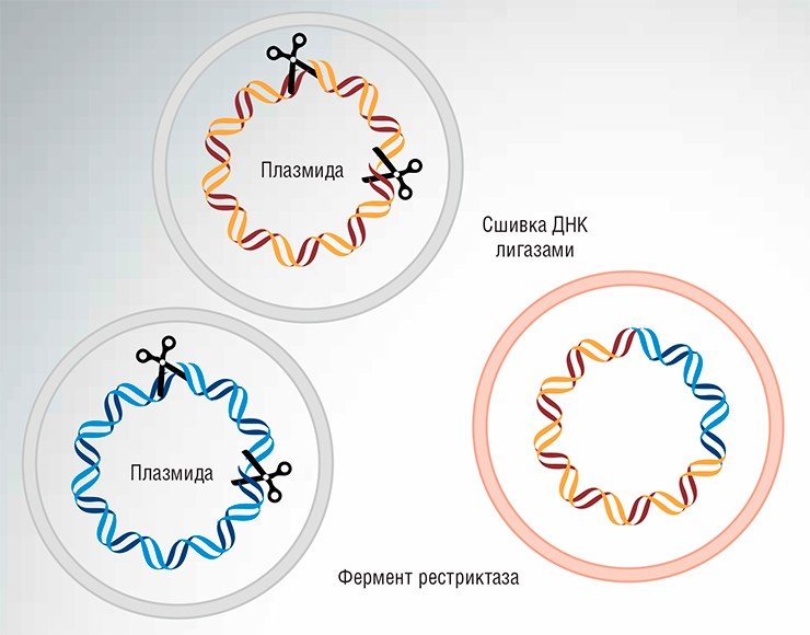 В генетической инженерии для манипуляций с геномами вирусов и бактерий используют ферменты рестрикции, которые разрезают молекулу ДНК и ДНК-лигазы, соединяющие фрагменты ДНК в нужную конструкцию. Для создания генетических переносчиков-«векторов» часто используются бактериальные плазмиды – функционирующие автономно от основного носителя наследственности генетические образования, представляющие собой небольшие кольцевые двуцепочечные молекулы ДНК