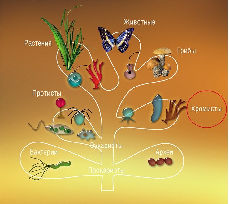 Схема классификации органического мира Т. Кавалье-Смита (2003), в которой впервые были выделены в отдельное царство хромисты, включающие в себя золотистые водоросли