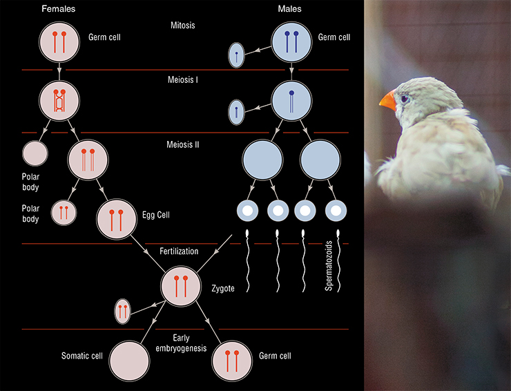 An alternative explanation of the presence of the GRC in bird germ cells: both males and females inherit a single or two copies of the GRC from their mothers. Females that have inherited two copies carry it throughout their lives and pass it on to their progeny. Males with two copies often lose one of them in the course of cell generations. They lose the other one during the first meiotic division