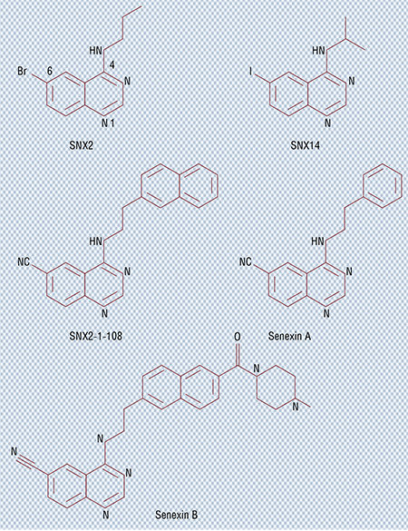 Серия ингибиторов CDK8/19, открытых с помощью высокопроиводительного скрининга с последующей химической модификацией: SNX2 – первая структура в серии, ингибирующая множество киназ; SNX14 – самая эффективная структура, ингибирующая много киназ; SNX2-1-108 – модифицированная структура, селективный ингибитор CDK8/19; Senexin A – модифицированная структура, селективный ингибитор CDK8/19 с биологической активностью; Senexin B – модифицированная структура, селективный ингибитор CDK8/19 и первый клинический кандидат на лекарство