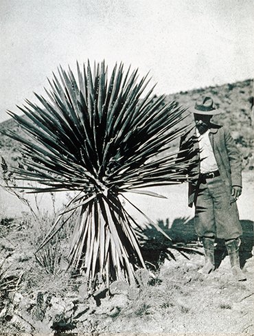 Félix d’Hérelle’s scientific career began on sisal plantations in Mexico, where he not only used, for the first time in the world, pathogenic bacteria against locusts but also observed, also for the first time, the action of bacteriophages. Mexico, 1941. © Institut Pasteur – Musée Pasteur