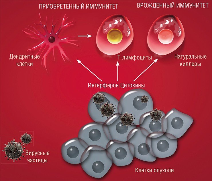 Вирусы не только уничтожают клетки опухоли, но и стимулируют противоопухолевую иммунную защиту. Заражение вирусом стимулирует клетки опухоли к выбросу многочисленных цитокинов – гормоноподобных белков и пептидов, а клетки опухолевой стромы (сосудов и соединительной ткани) – к выработке интерферона. Все эти вещества воздействуют на клетки – натуральные киллеры, направляя их против опухолевых клеток. Цитокины привлекают и активируют дендритные клетки, которые распознают опухолевые клетки и «обучают» цитотоксические Т-лимфоциты. Таким образом, заражение вирусом активирует системы как врожденного, так и приобретенного иммунитета  