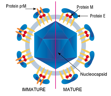 TBEV virions exist in two forms: immature and mature. The glycoprotein spines of the immature form include the protein M precursor (protein prM) and protein M, which is proteolytically cleaved during the maturation of the virions. Adapted from: (Füzik et al., 2018)