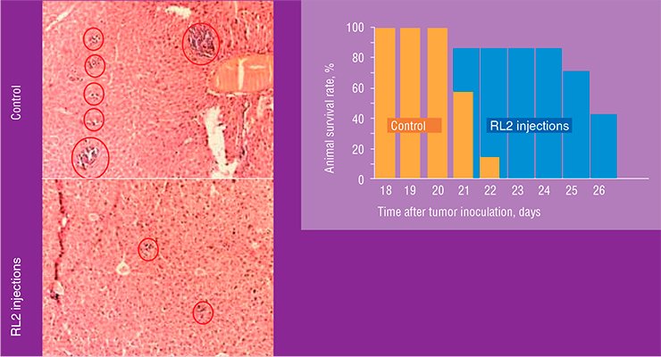 RL2 protein injections to the laboratory mice with inoculated hepatoma increased their lifespan (above). Histological examination of the liver of a sick mouse demonstrates that treatment with RL2 considerably reduces the area of metastases