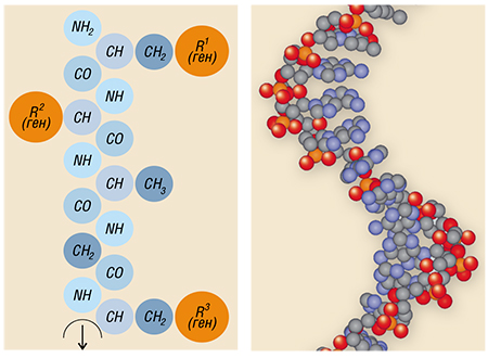 Слева – схема «кольцовской» двухнитчатой хромосомы, каждая нить которой является гигантской белковой молекулой, причем гены представлены отдельными боковыми радикалами. Справа – Современная схема строения нити хромосомы, состоящей из дезоксирибо-нуклеиновой кислоты (ДНК)