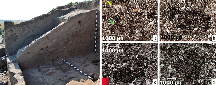 Micromorphological photographs of samples from the soil horizons on the surface of the Martha Tumulus: a – “normal” structure of the humus horizon of soil in the mound (orange arrow – fossil vegetation, yellow arrow – humus-clayey-ferruginous inflow in the pores, green arrow – soil mass chopped by animals); b, c, d – microfragments of darker and densely packed material. Optical microscopy