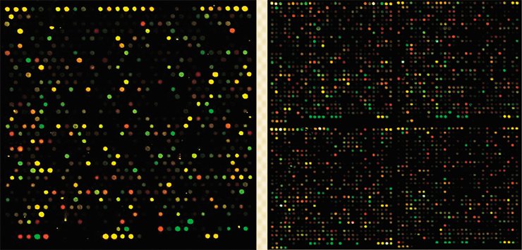 Left: one of the 48 units of the microarray with mouse oligonucleotides. Right: four of the 48 units of the microarray with human oligonucleotides