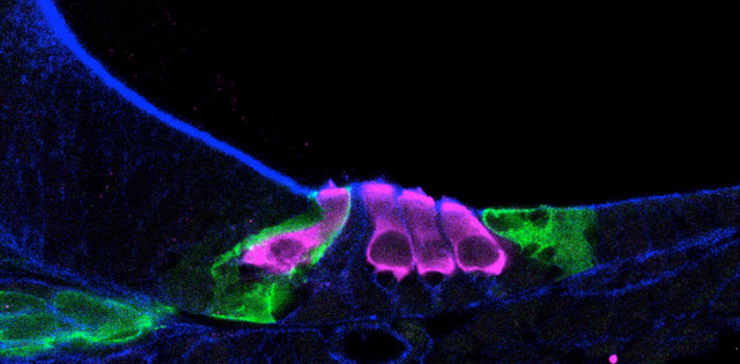 Чувствительные волосковые клетки (розовым цветом) ушной улитки – слуховой части внутреннего уха, воспринимающей и распознающей звуки, – у новорожденного мышонка