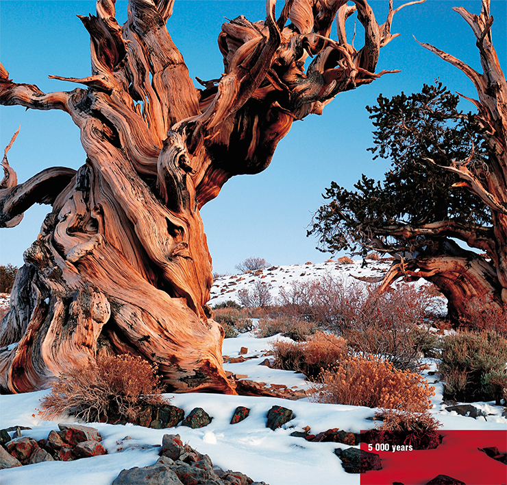 Pinus longaeva, a species of bristlecone pine, is one of the longest-lived trees. Its lifespan can reach several thousand years. © Rick Goldwaser
