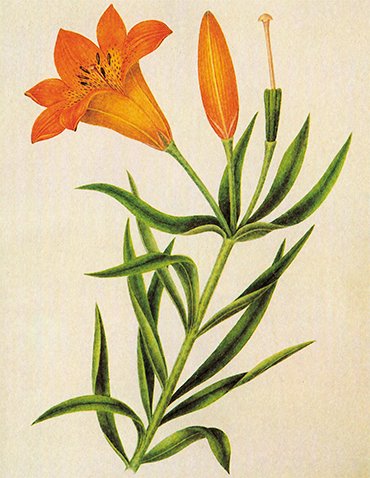 A local species: a watercolor by Decembrist P.I. Borisov depicting a Pennsylvania lily. From: (Kuibyshev, Safonova, 1986)