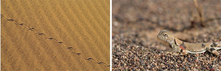 Слева: следы песчаного удавчика. Змея для человека безобидная, ее добыча – мелкие грызуны. Справа: окраска пестрой круглоголовки (Phrynocephalus versicolor) очень разноообразна и практически невозможно найти двух одинаковых