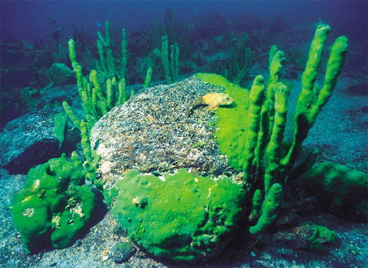 The endemic Lake Baikal tree sponge Lubomirskia baikalensis, whose “trunks” may reach 1 m in height, sometimes forms real underwater “forests”. Right, a sponge of usual green coloration; and left, of a changed pink color