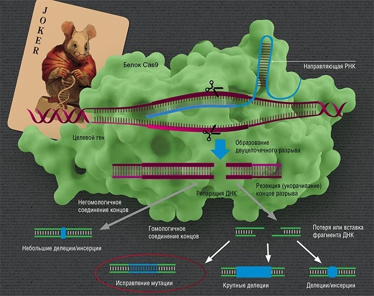 «Рабочим органом» системы геномного редактирования CRISPR/Cas является комплекс РНК с белком Cas9 бактерии Streptococcus pyogenes. В этом комплексе направляющая РНК отвечает за распознавание гена-мишени, а белок вносит разрыв. Репарация ДНК в месте разрыва может происходить разными путями. При «прямом» сшивании путем негомологичного соединения концов в ДНК с большой вероятностью могут возникнуть мутации. Также можно исправить первоначальную мутацию с помощью гомологичной рекомбинации с сестринской хромосомой либо искусственной донорской молекулой ДНК. При этом возможно образование случайных мутаций, связанных с потерей или вставкой нуклеотидов. По: (Ceccaldi et al., 2016)