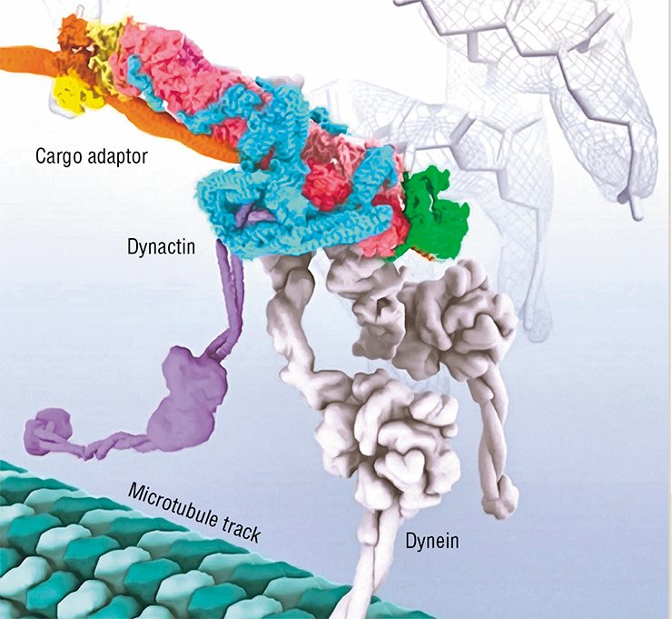 Model of the structure of cytoplasmic dynein bound to dynactin via the Golgi vesicle cargo adaptor. The dynein is reaching down to contact the microtubule track that it will drag the cargo along. Background: An ikebana created from examples of electron density from the cryoelectron microscopy structure. Image created by Janet Iwasa (University of Utah). Courtesy of Diamond Light Source LTD