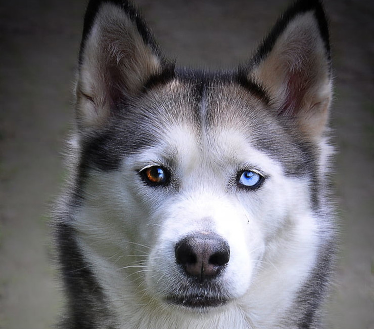  Сибирская хаски с глазами разного цвета. Фото с сайта www.pickpik 