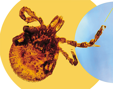 Ticks from the Dominican Republic, which had been preserved in amber for about 100 million years, were found to contain cells resembling rickettsiae, i.e., bacteria that serve, today as well, as pathogens of several tick-borne infections. © CC BY 2.0, photo by George Poinar, Jr. (Oregon State University)