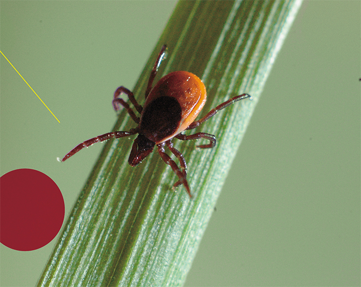 The taiga tick Ixodes persulcatus, whose habitat range spans from the northwestern regions of Russia across the entire country to the Far East, poses the greatest danger to humans because it can act as a carrier of the tick-borne encephalitis virus subtypes capable of causing the most severe forms of this disease. Photo by S. Tkachev