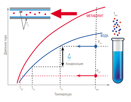 Принцип удаления паров воды из образца дыхания человека основан на изменении давления (концентрации) насыщенных газов при понижении температуры Тgas. Давление паров воды PS1 и метаболита PS2 остается неизменным до достижения температур TS1 и TS2 соответственно. При дальнейшем понижении температуры давление снижается согласно ходу графика насыщенного давления, специфического для каждой молекулы. При достижении температуры конденсации TC молекула осаждается на стенках газового трубопровода и не попадает в газовую ячейку спектрометра. Поскольку давление насыщенных паров воды и температура их конденсации выше, чем у детектируемой молекулы-метаболита, происходит ее физическое удаление из исследуемого образца в диапазоне температур TC2<T<TC1. С помощью такого простого метода нам удалось в экспериментах уменьшить концентрацию воды в образце дыхания на три порядка