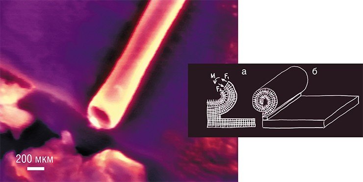 Слева: металлическая Au/Ti нанотрубка длиной 10 см и диаметром 200 нм. Справа: схема процесса формирования гибридных нанотрубок: а – освобождение от связи с подложкой и изгиб исходной гибридной пленки Легмюра-Блоджетт/InAs/GaAs; б – самосворачивание пленки в рулон. Расстояние между витками рулона точно задается толщиной пленки Легмюра-Блоджетт