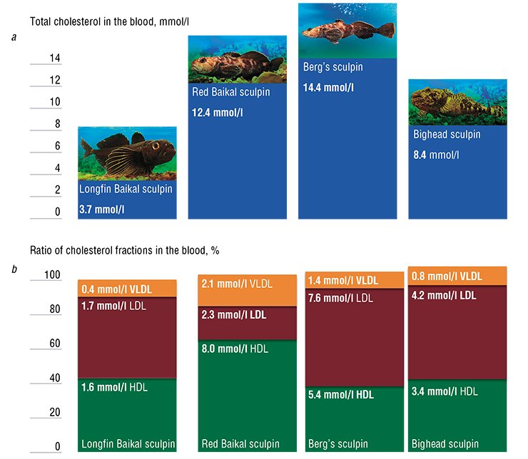 Differences in the cholesterol concentrations and (a) its atherogenic and antiatherogenic fractions (b) in the blood of Lake Baikal sculpins