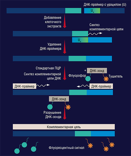 Принципиальная схема метода определения активности ДНК-полимераз в клеточном экстракте. Исходная ДНК-матрица достраивается и удлиняется под действием бактериальной ДНК-полимеразы, при этом «затравкой» служит урацил-содержащий праймер. Позже при проведении стандартной ПЦР удлиненные молекулы ДНК связываются с ДНК-зондами с флуоресцентной меткой на стадии «отжига» (понижение температуры), когда идет связывание праймеров с матрицей. Затем праймеры достраиваются, образуя новую матрицу, а зонды разрушаются, что приводит к появлению флуоресцентного сигнала (метод FRET)