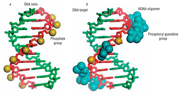 A complementary complex of a fragment of the DNA strand with a NONA oligonucleotide (b) is almost as stable as the natural DNA double helix (a)