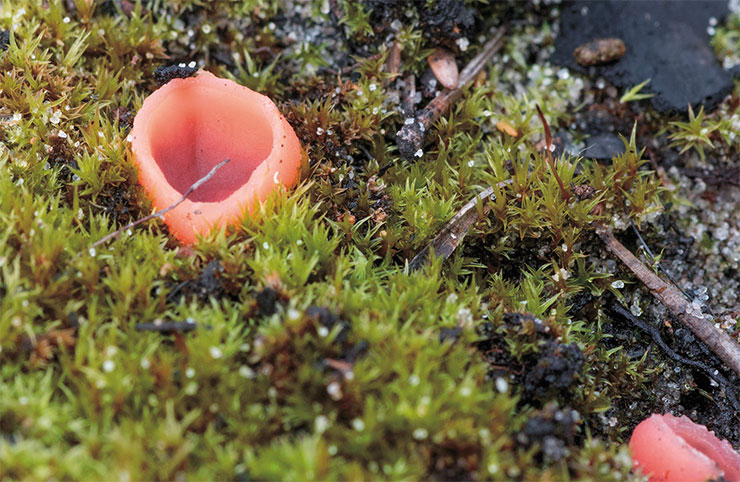Пиропиксис красный (Pyropyxis rubra) (вверху), и родотарзетта розовая, или яркоокрашенная (Rhodotarzetta rosea) – горельниковые виды-близнецы, которые практически невозможно различить при внешнем осмотре.  Плодовые тела этих грибов необычной чашевидной формы окрашены в красивый чисто розовый или коралловый цвет. Пиропиксис был впервые найден и описан в 1870 г. на североамериканском континенте, и с тех пор найти этот гриб считалось большой удачей. Позже он был обнаружен в Швеции и в европейской части России. Этот гриб является агрессивным патогеном сосны, значительно сокращая всхожесть семян и угнетая сеянцы. Родотарзетта ранее также была отмечена в Северной Америке и в Европе, а первая находка гриба в Западной Сибири была сделана в окрестностях заповедника «Юганский». Фото автора