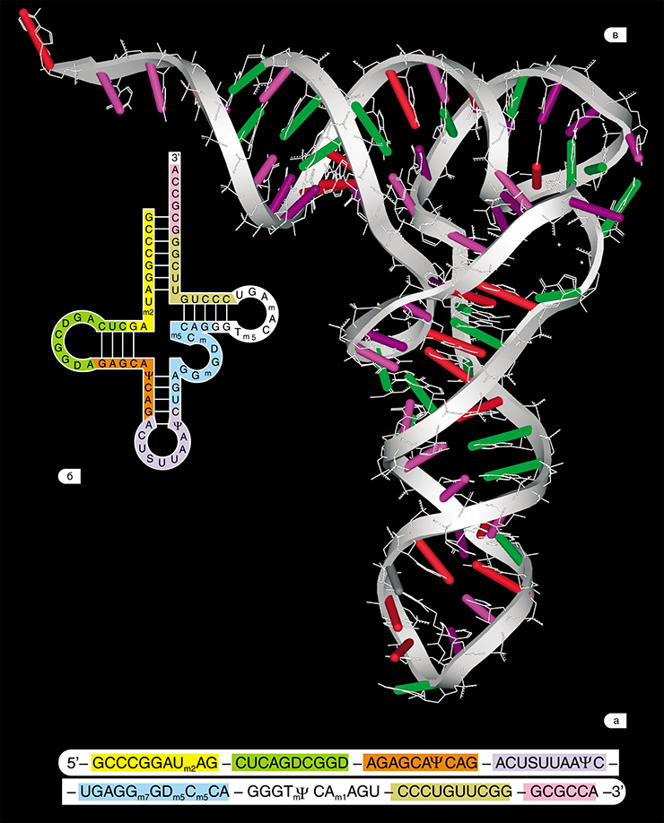 РНК тоже может формировать двуцепочечные спирали, подобно ДНК, но чаще всего молекулы РНК существуют в виде структур-клубков. Именно такой является транспортная РНК человека, переносящая аминокислоту лизин. Структуру РНК можно показать в виде: а) записи нуклеотидной последовательности; б) схемы организации вторичной структуры (черточками соединены взаимодействующие комплементарные пары нуклеотидов); в) трехмерной пространственной структуры