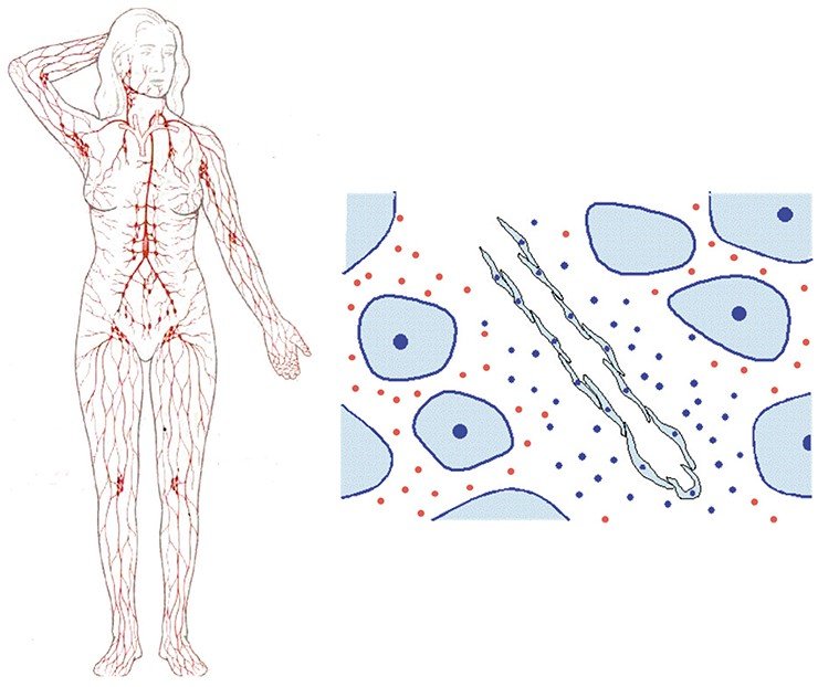 Лимфатическая система пронизывает весь организм человека, обеспечивая динамическое равновесие между жидкостью в кровеносных сосудах и тканях (слева). Тканевая жидкость собирается в лимфатические капилляры, которые представляют собой замкнутые с одного конца трубки (справа). Они тонкие и разветвленные, с крупными фенестрами («окошками»), через которые в них проникает межтканевая жидкость с  «мусором» и крупномолекулярными белками, которые в силу своих размеров не способны проникнуть в венозные капилляры. Лимфатические капилляры собираются в сосуды, по которым лимфа попадает в лимфатические узлы, где проходит «контроль безопасности» под «надзором» клеток иммунной системы. Выходя из узлов, сосуды соединяются в лимфатические коллекторы, а те в свою очередь в протоки, по которым очищенная лимфа вновь попадает в общий кровоток через  вены