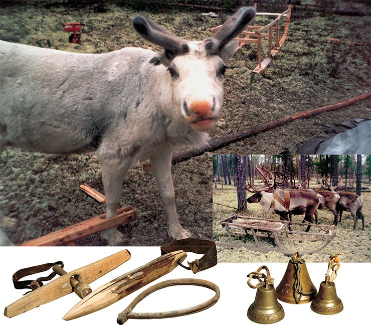 Reindeer in fetterlock. Reindeers harnessed in a sled (right). The Niby-Yakha camp. Stocks for the reindeer neck (bottom, left). Shaft-bow bells