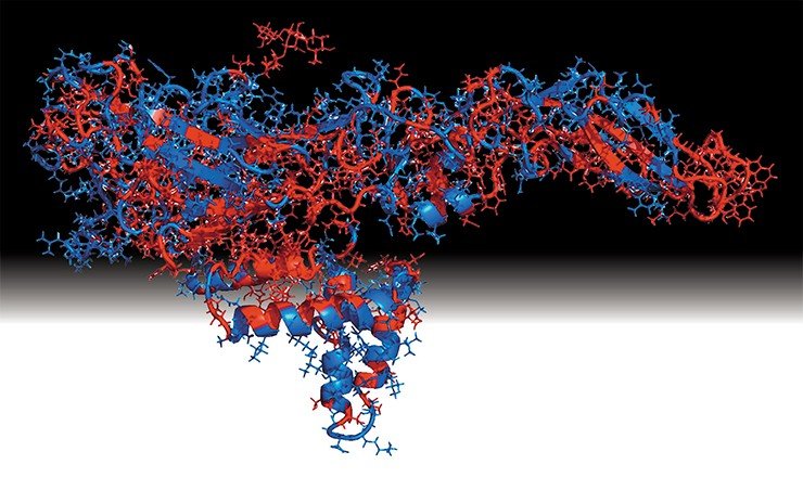 На трехмерной модели поверхностного белка-антигена вируса Зика (вверху) красным цветом выделены участки, совпадающие с аналогичными фрагментами поверхностного белка вируса Денге, что усложняет диагностику. Предоставлена к. б. н. А. Ю. Бакулиной (НГУ, Новосибирск)
