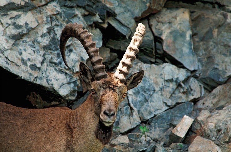 Длина массивных рогов у самца сибирского горного козла может доходить до 120 см. У самок рога менее развиты